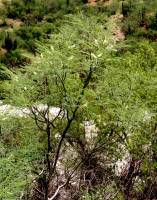 Image of Acacia russelliana