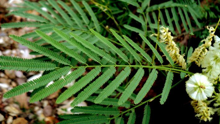 Acacia russelliana image