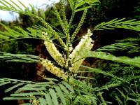 Acacia russelliana image