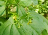 Milleria quinqueflora image