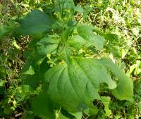 Milleria quinqueflora image