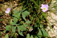 Oxalis latifolia image