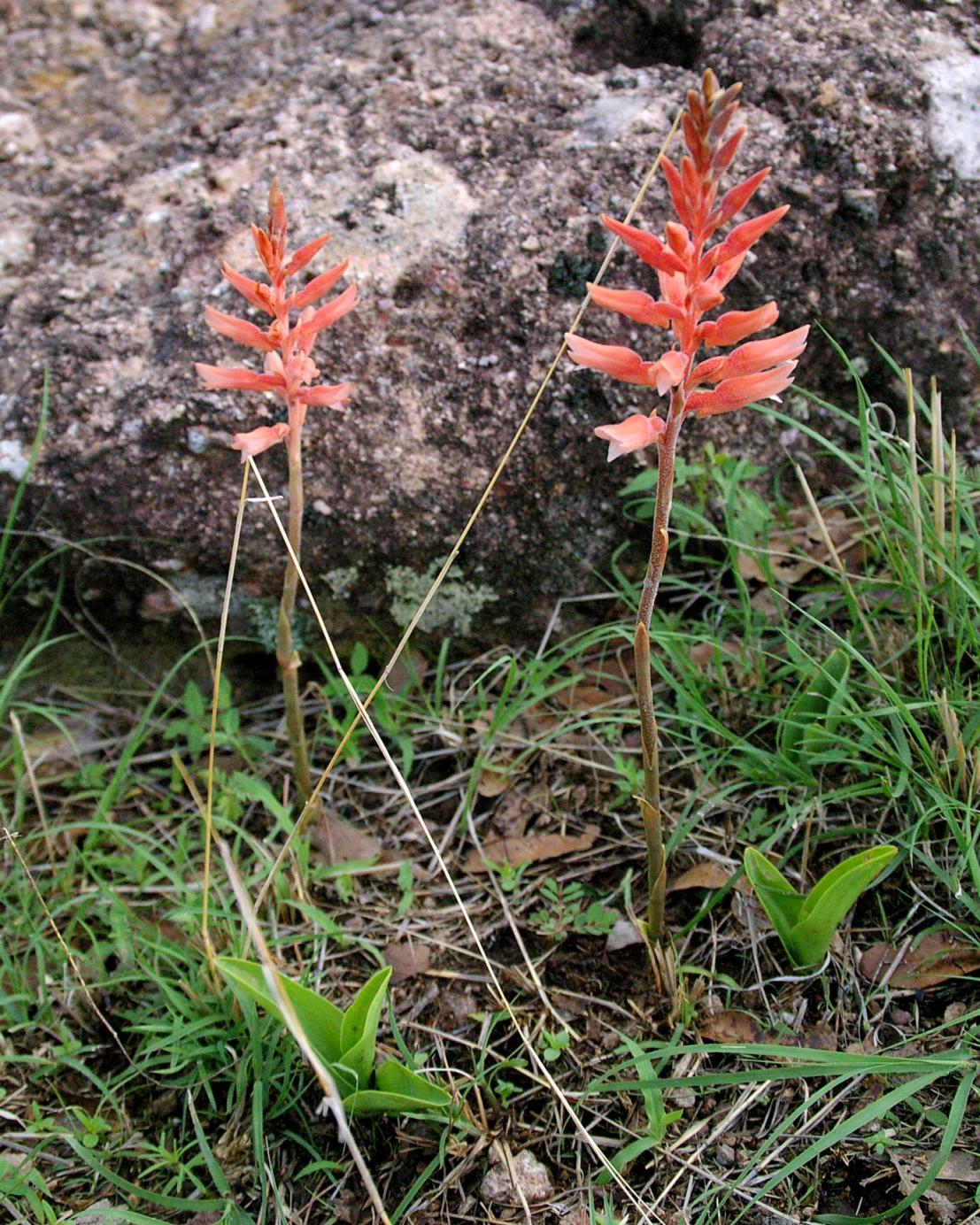 Stenorrhynchos aurantiacum image