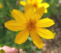 Tagetes lemmonii image