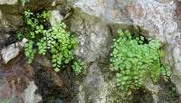 Adiantum poiretii image