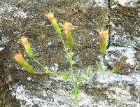 Brickellia coulteri image