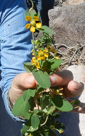 Gaudichaudia albida image