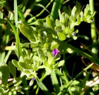 Calibrachoa parviflora image