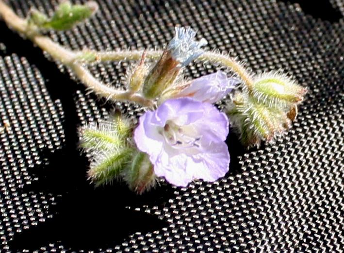 Phacelia gentryi image