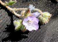 Phacelia gentryi image