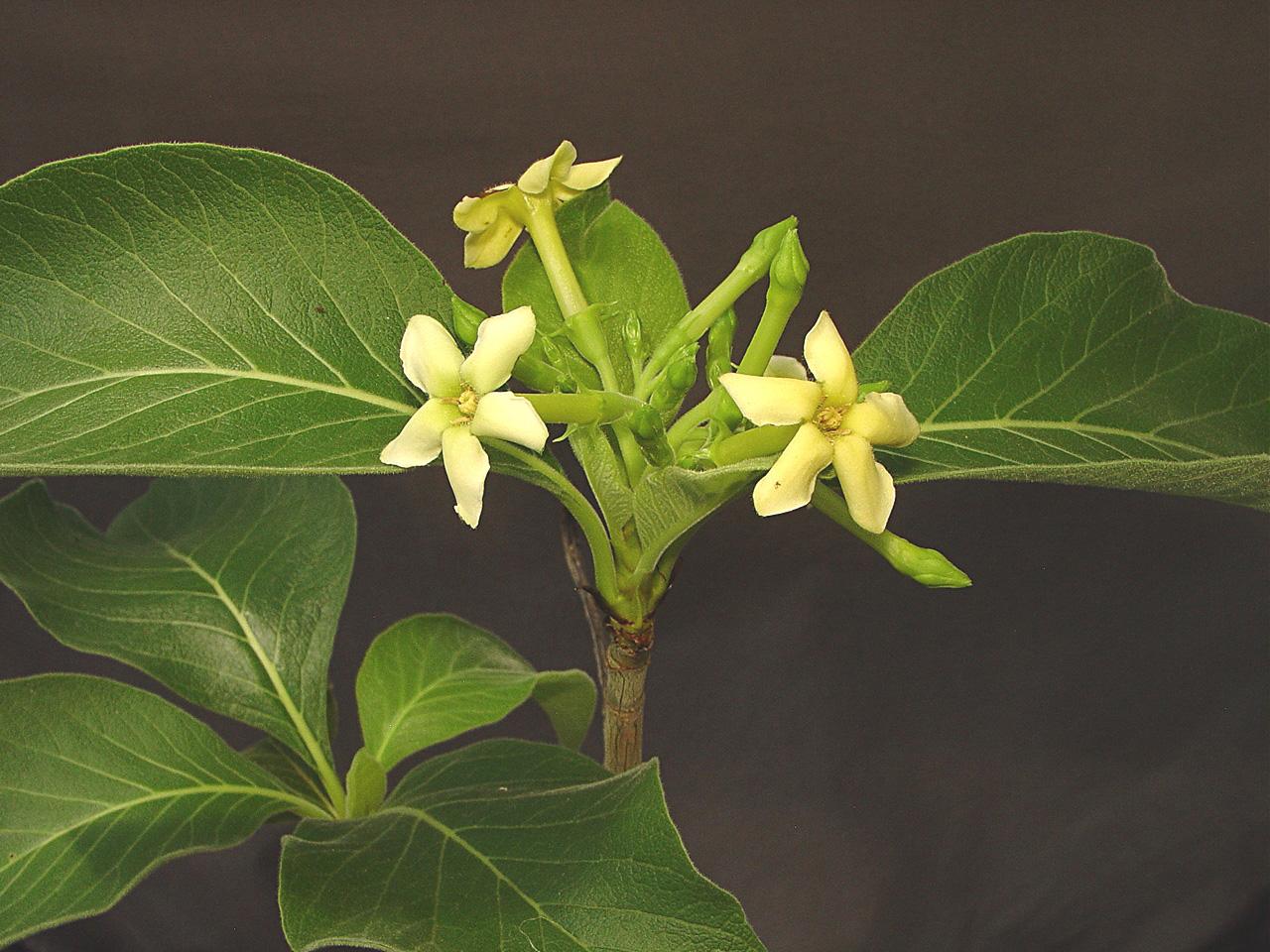 Randia mollifolia image