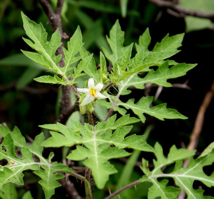 Solanum grayi image