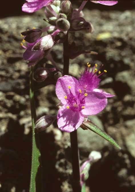 Tradescantia gentryi image