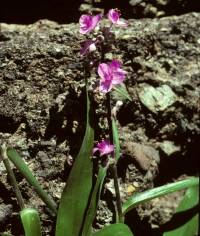 Tradescantia gentryi image