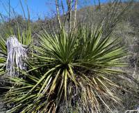 Yucca grandiflora image