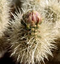 Cylindropuntia bigelovii image