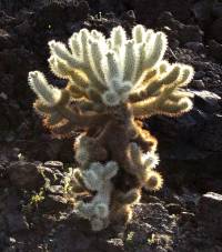 Cylindropuntia bigelovii image