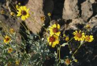 Encelia farinosa image