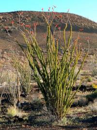 Fouquieria splendens image