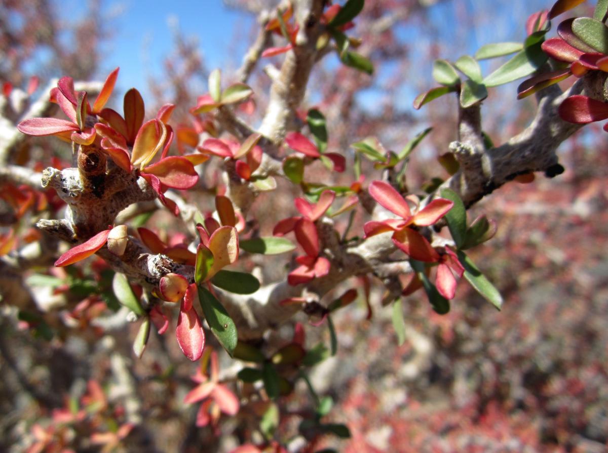 Jatropha cuneata image