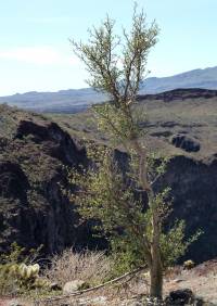 Bursera microphylla image