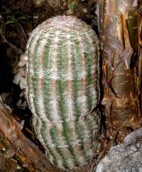 Echinocereus rigidissimus image