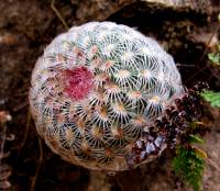 Echinocereus rigidissimus image