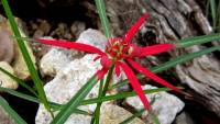 Euphorbia colorata image