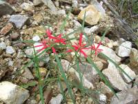 Euphorbia colorata image