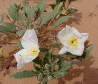 Oenothera deltoides image