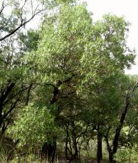 Quercus viminea image