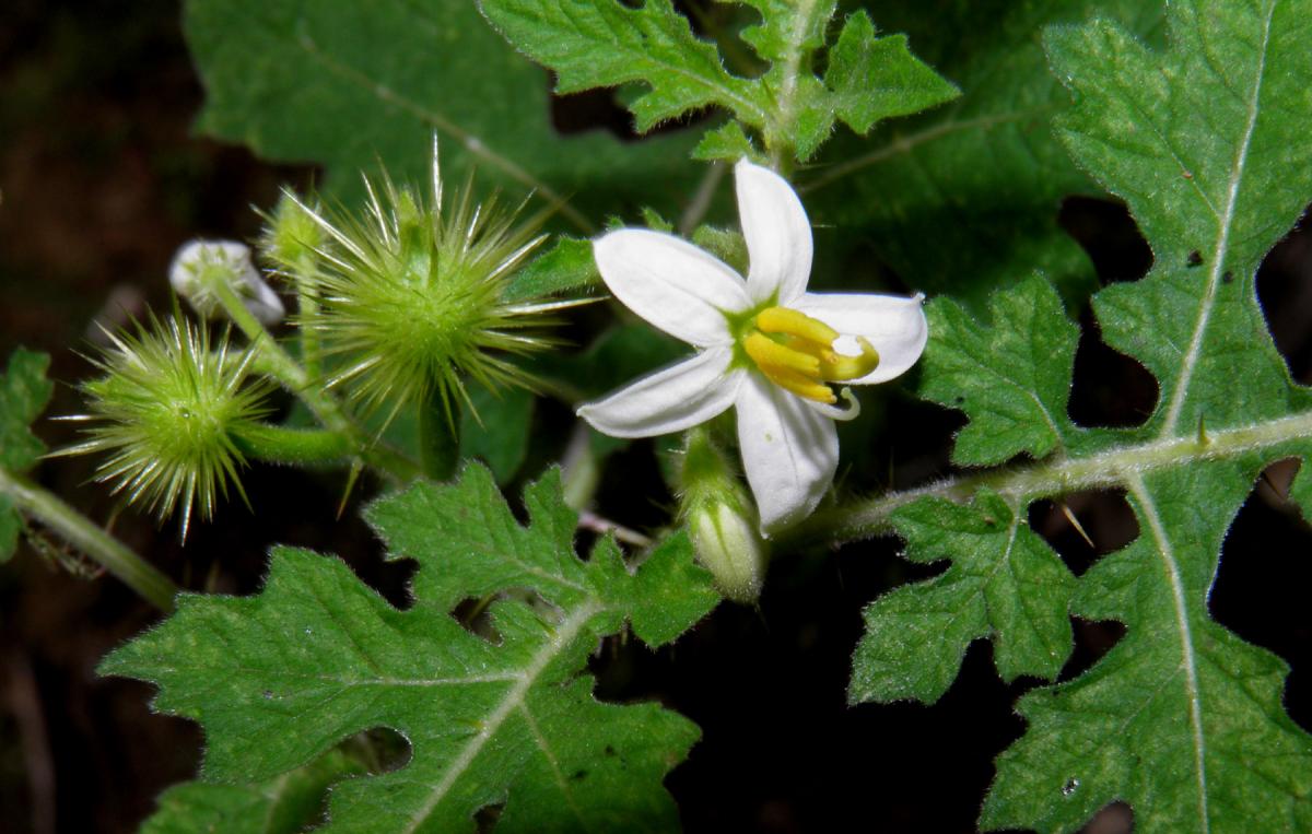 Solanum grayi image