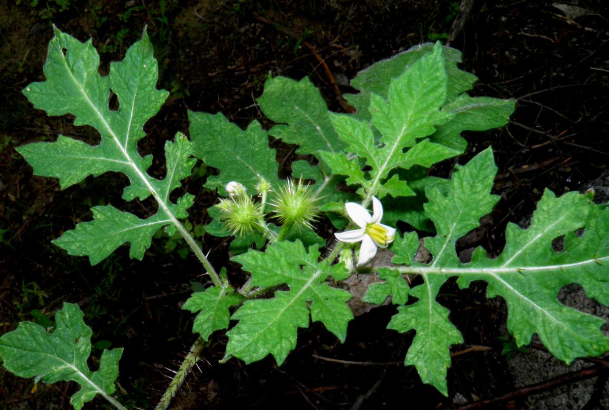 Solanum grayi image