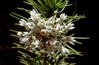 Asclepias linaria image