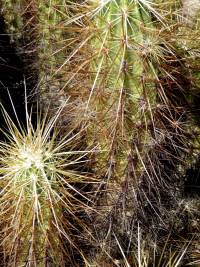 Echinocereus nicholii image