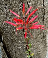 Fouquieria macdougalii image