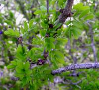 Guaiacum coulteri image