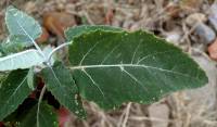 Parthenium tomentosum image