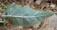 Parthenium tomentosum image