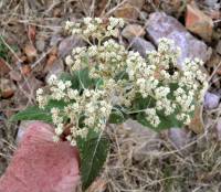 Parthenium tomentosum var. stramonium image