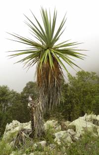 Yucca madrensis image