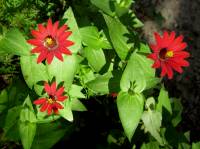 Zinnia peruviana image