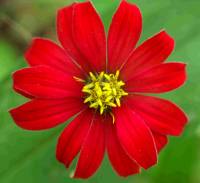 Zinnia peruviana image