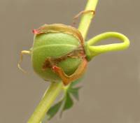 Amoreuxia palmatifida image