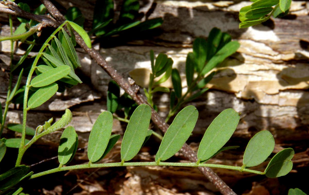 Eysenhardtia orthocarpa var. orthocarpa image