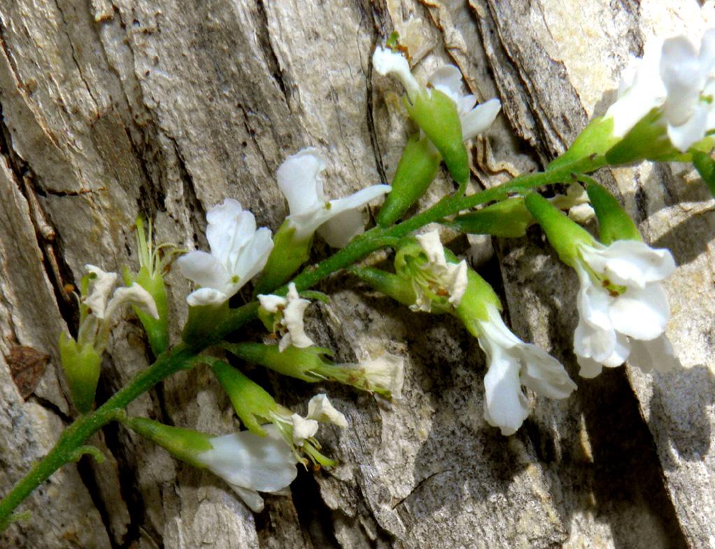 Eysenhardtia orthocarpa var. orthocarpa image