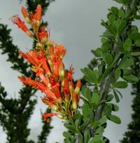 Fouquieria splendens image