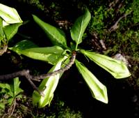 Hintonia latiflora image