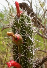 Stenocereus alamosensis image