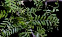 Bursera microphylla image